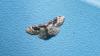 Idaea rusticata